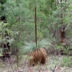 Xanthorrhoea glauca subsp. angustifolia at Paddys River, ACT - 16 Jun 2020