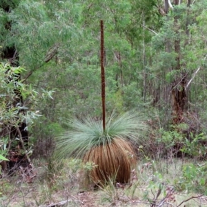 Xanthorrhoea glauca subsp. angustifolia at Paddys River, ACT - 16 Jun 2020