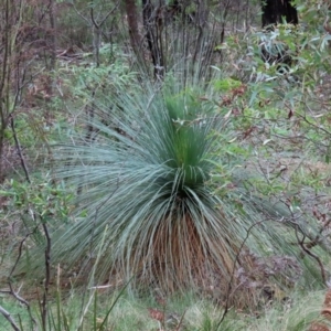 Xanthorrhoea glauca subsp. angustifolia at Paddys River, ACT - 16 Jun 2020