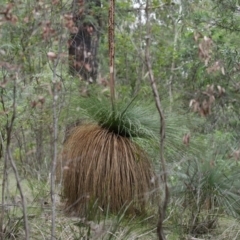 Xanthorrhoea glauca subsp. angustifolia at Paddys River, ACT - 16 Jun 2020