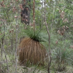 Xanthorrhoea glauca subsp. angustifolia at Paddys River, ACT - 16 Jun 2020