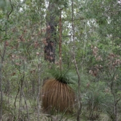 Xanthorrhoea glauca subsp. angustifolia at Paddys River, ACT - 16 Jun 2020