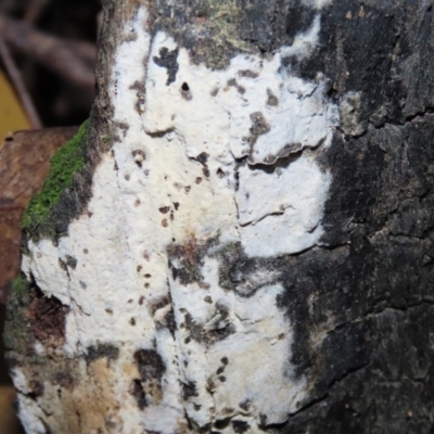 Corticioid fungi at Tidbinbilla Nature Reserve - 16 Jun 2020 by RodDeb