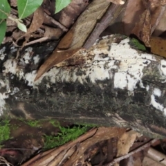 Corticioid fungi at Paddys River, ACT - 16 Jun 2020