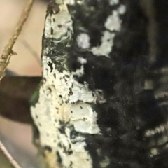 Corticioid fungi at Paddys River, ACT - 16 Jun 2020 12:59 PM