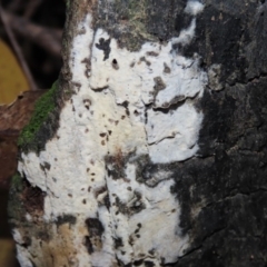 Corticioid fungi at Paddys River, ACT - 16 Jun 2020