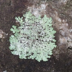 Parmeliaceae (family) (A lichen family) at Paddys River, ACT - 16 Jun 2020 by RodDeb