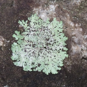 Parmeliaceae (family) at Paddys River, ACT - 16 Jun 2020