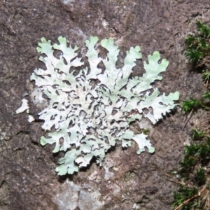 Parmeliaceae (family) at Paddys River, ACT - 16 Jun 2020