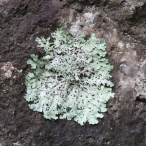 Parmeliaceae (family) at Paddys River, ACT - 16 Jun 2020