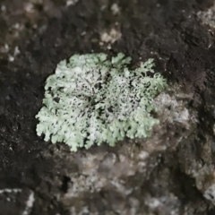 Parmeliaceae (family) at Paddys River, ACT - 16 Jun 2020