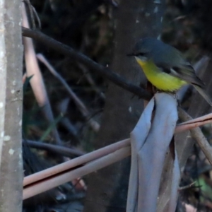 Eopsaltria australis at Paddys River, ACT - 16 Jun 2020