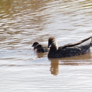 Chenonetta jubata at Throsby, ACT - 17 Jun 2020