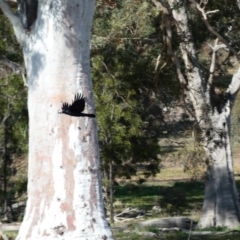 Chenonetta jubata at Throsby, ACT - 17 Jun 2020