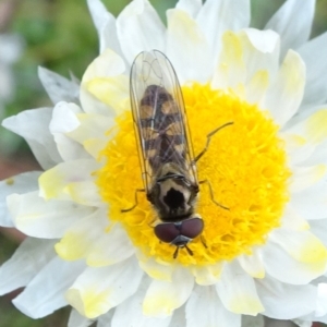 Melangyna viridiceps at Molonglo Valley, ACT - 17 Jun 2020