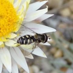 Simosyrphus grandicornis (Common hover fly) at Molonglo Valley, ACT - 17 Jun 2020 by JanetRussell