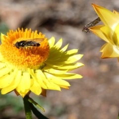 Melangyna sp. (genus) at Throsby, ACT - 17 Jun 2020