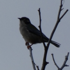 Melithreptus brevirostris at Amaroo, ACT - 17 Jun 2020