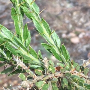 Acacia paradoxa at Majura, ACT - 17 Jun 2020 03:20 PM