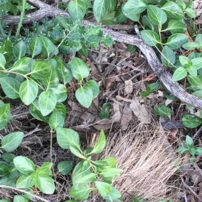 Vinca major (Blue Periwinkle) at Majura, ACT - 17 Jun 2020 by JaneR