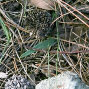 Caladenia actensis at suppressed - suppressed