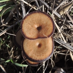 Lentinus arcularius (Fringed Polypore) at Tuggeranong DC, ACT - 20 Feb 2020 by MichaelBedingfield