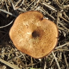 Lentinus arcularius at Tuggeranong DC, ACT - 20 Feb 2020