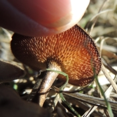 Lentinus arcularius at Tuggeranong DC, ACT - 20 Feb 2020