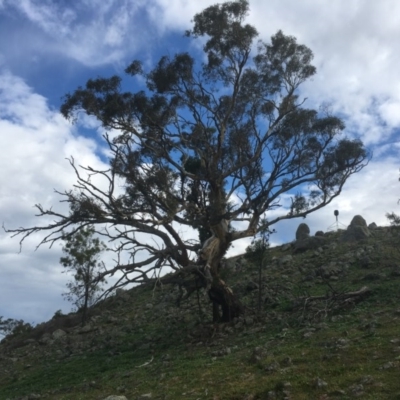 Eucalyptus blakelyi (Blakely's Red Gum) at Garran, ACT - 14 Apr 2020 by alex_watt
