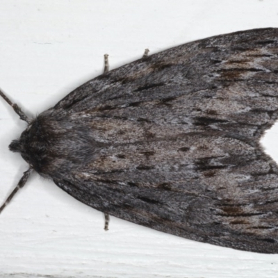 Chlenias banksiaria group (A Geometer moth) at Ainslie, ACT - 17 Jun 2020 by jb2602