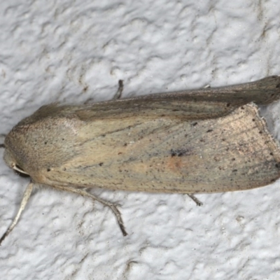 Mythimna (Pseudaletia) convecta (Common Armyworm) at Ainslie, ACT - 17 Jun 2020 by jbromilow50