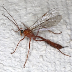 Netelia sp. (genus) (An Ichneumon wasp) at Ainslie, ACT - 17 Jun 2020 by jb2602