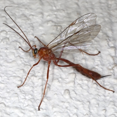 Netelia sp. (genus) (An Ichneumon wasp) at Ainslie, ACT - 17 Jun 2020 by jbromilow50