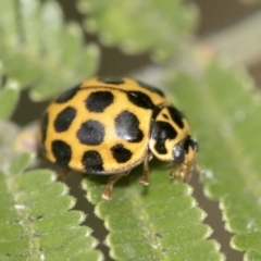 Harmonia conformis at Dunlop, ACT - 16 Jun 2020