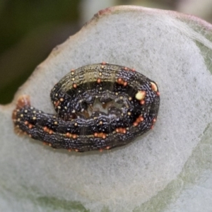 Mnesampela privata at Holt, ACT - 16 Jun 2020