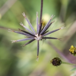 Bidens subalternans at Dunlop, ACT - 16 Jun 2020