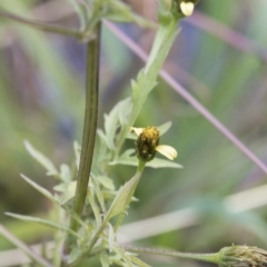 Bidens subalternans at Dunlop, ACT - 16 Jun 2020