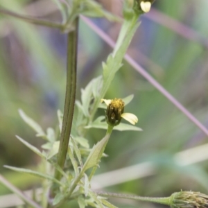 Bidens subalternans at Dunlop, ACT - 16 Jun 2020 11:33 AM