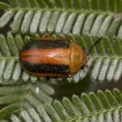 Calomela parilis (Leaf beetle) at Dunlop, ACT - 16 Jun 2020 by AlisonMilton