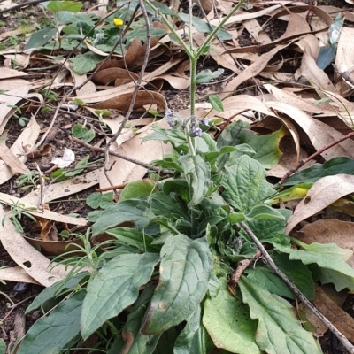 Cynoglossum australe (Australian Forget-me-not) at Wyndham, NSW - 13 Jun 2020 by JoyGeorgeson