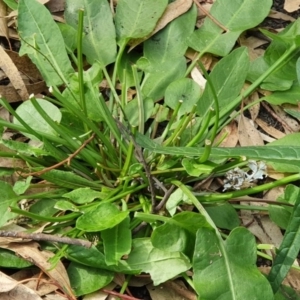 Rumex brownii at Wyndham, NSW - 13 Jun 2020 01:07 PM