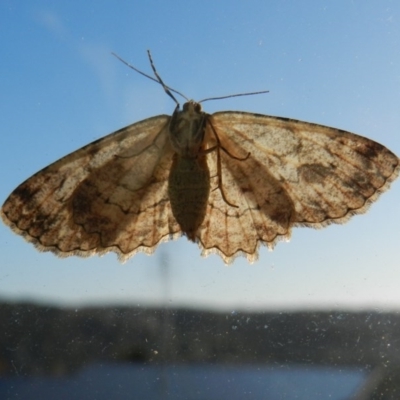 Ectropis bispinaria (Loop-line Bark Moth) at Merimbula, NSW - 17 Jun 2020 by SueMuffler