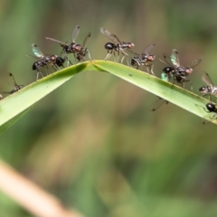 Parapalaeosepsis plebeia (Ant fly) at Umbagong District Park - 18 Jun 2020 by Roger