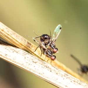 Parapalaeosepsis plebeia at Latham, ACT - 18 Jun 2020