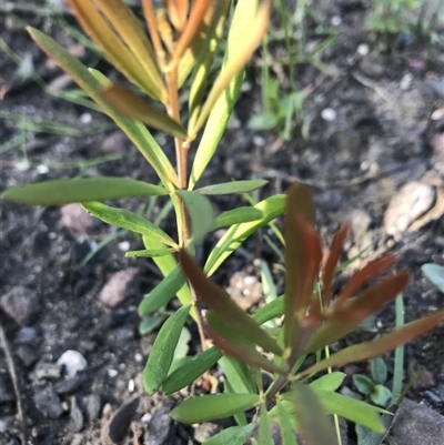 Unidentified Other Shrub at Yatte Yattah, NSW - 12 Jun 2020 by SueHob