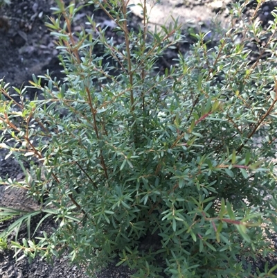 Epacris gunnii at Stewart #3 Ironstone - 12 Jun 2020 by SueHob