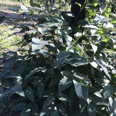 Eucalyptus (genus) (A Gum Tree) at Yatte Yattah, NSW - 12 Jun 2020 by SueHob