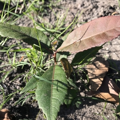 Elaeocarpus reticulatus (Blueberry Ash, Fairy Petticoats) at Yatte Yattah, NSW - 12 Jun 2020 by SueHob