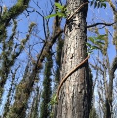 Pandorea pandorana (Wonga Wonga Vine) at - 12 Jun 2020 by SueHob