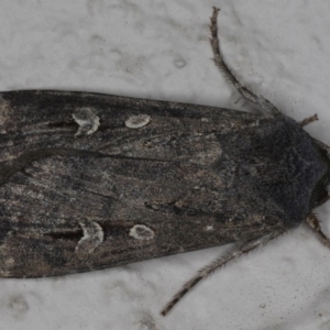 Agrotis infusa at Ainslie, ACT - 17 Jun 2020 10:21 PM